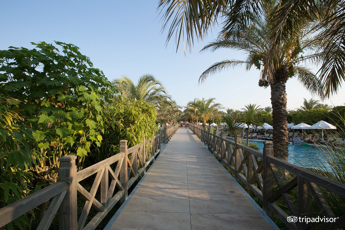 رویال وینگز
